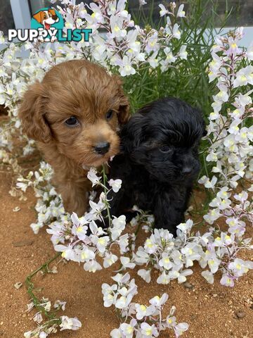 Gorgeous F1 Cavoodles