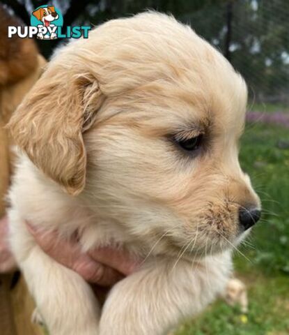 Outstanding Imported Bloodlines Purebred Golden Retrievers