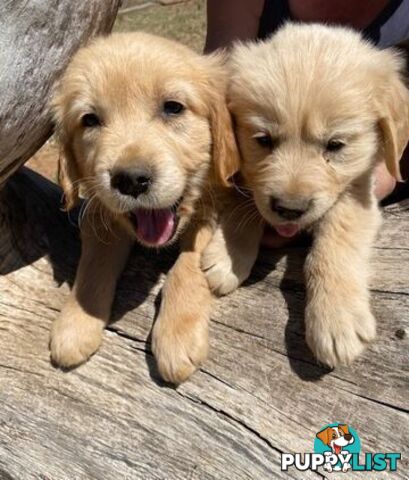 Outstanding Imported Bloodlines Purebred Golden Retrievers