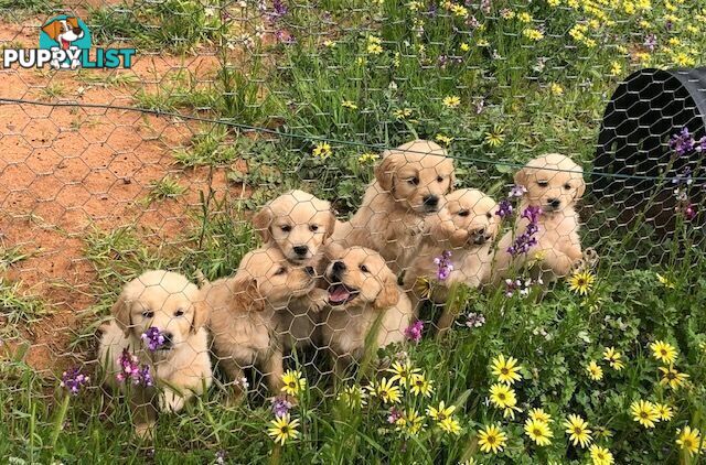 Outstanding Imported Bloodlines Purebred Golden Retrievers