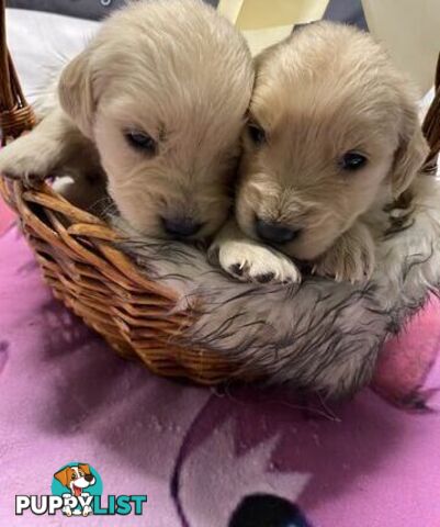 Outstanding Imported Bloodlines Purebred Golden Retrievers