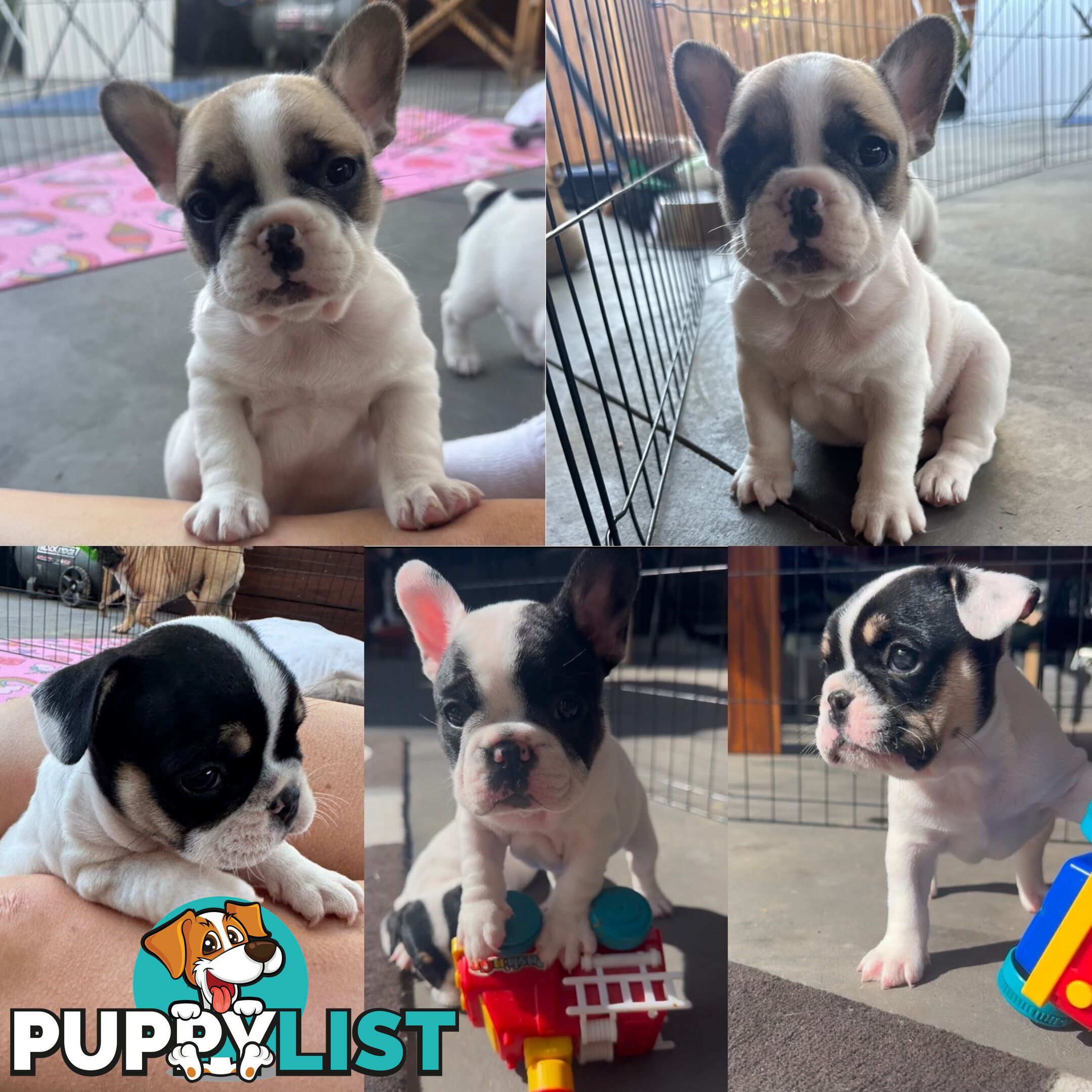 FRENCH BULLDOG PUPPIES - PUREBRED