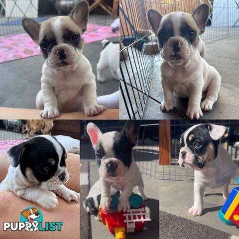 FRENCH BULLDOG PUPPIES - PUREBRED