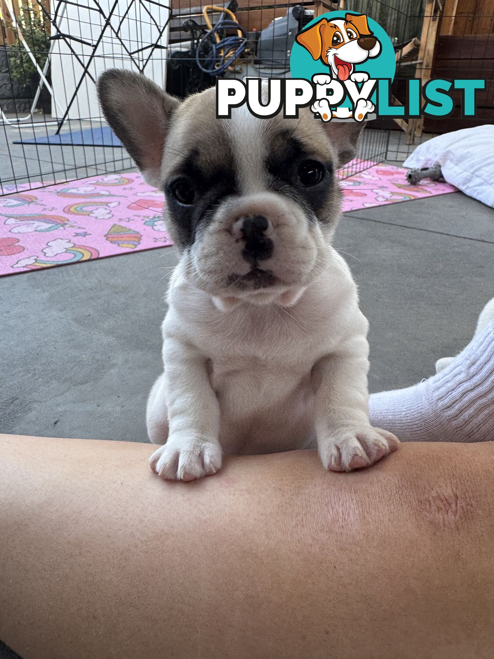 FRENCH BULLDOG PUPPIES - PUREBRED