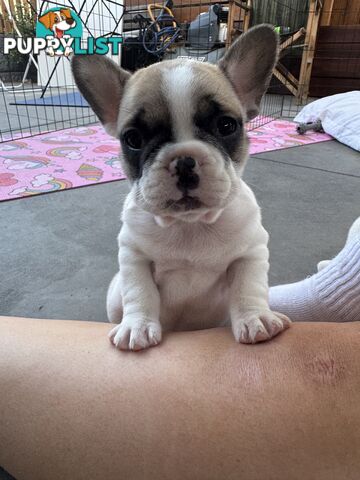 FRENCH BULLDOG PUPPIES - PUREBRED