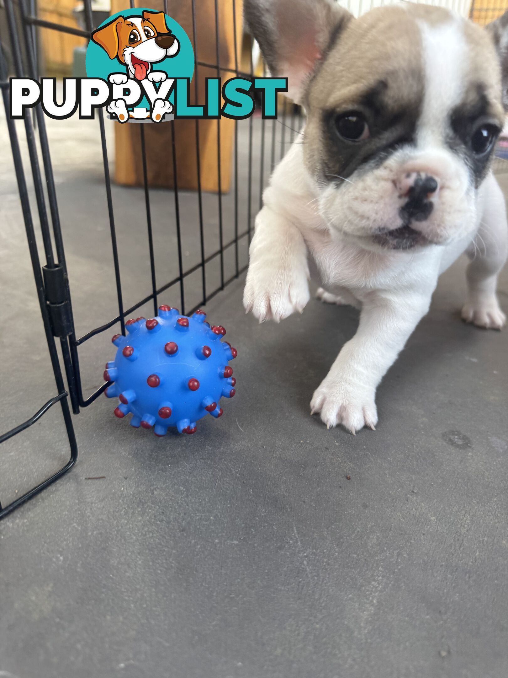 FRENCH BULLDOG PUPPIES - PUREBRED