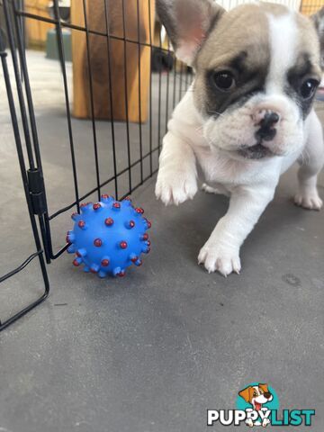 FRENCH BULLDOG PUPPIES - PUREBRED