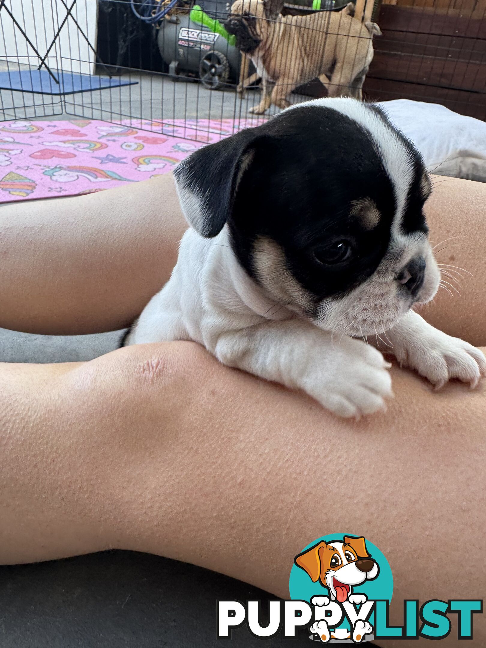 FRENCH BULLDOG PUPPIES - PUREBRED