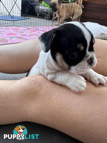 FRENCH BULLDOG PUPPIES - PUREBRED