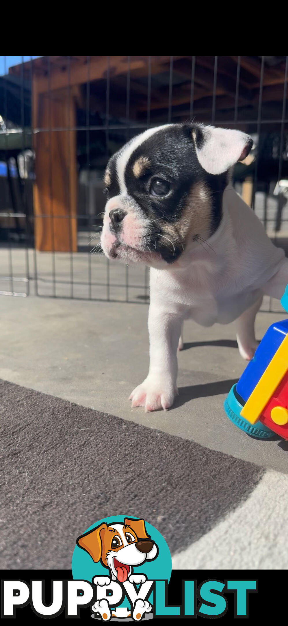 FRENCH BULLDOG PUPPIES - PUREBRED