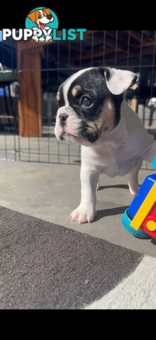 FRENCH BULLDOG PUPPIES - PUREBRED