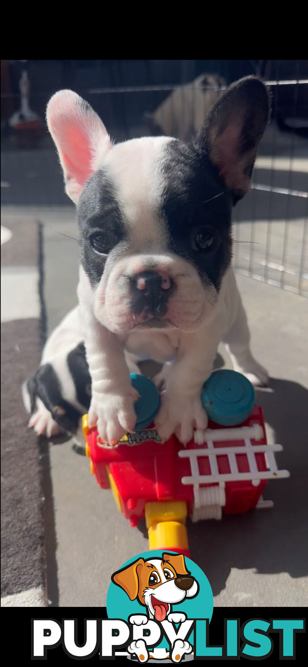 FRENCH BULLDOG PUPPIES - PUREBRED