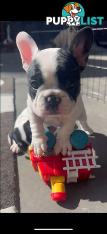 FRENCH BULLDOG PUPPIES - PUREBRED