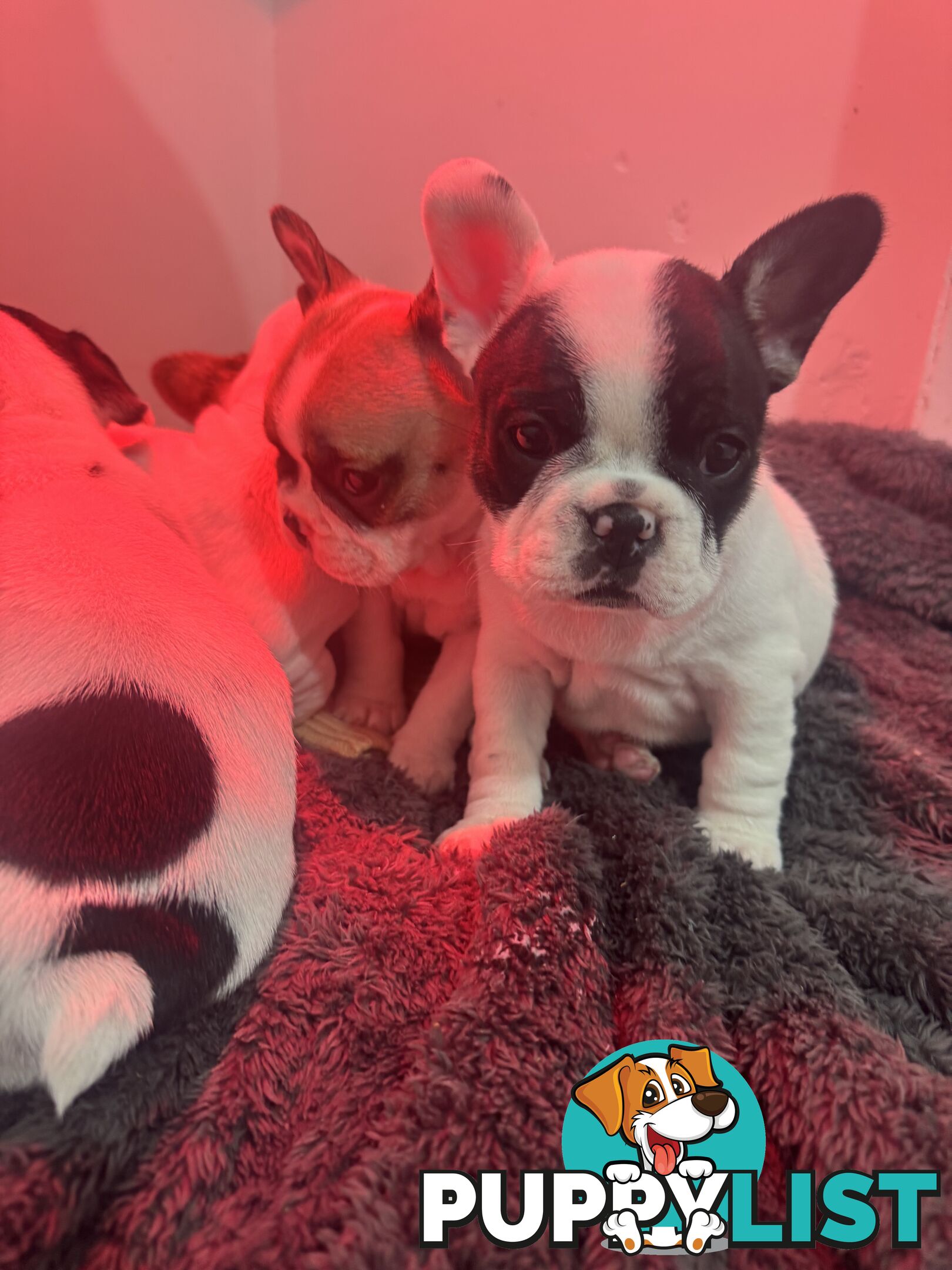 FRENCH BULLDOG PUPPIES - PUREBRED