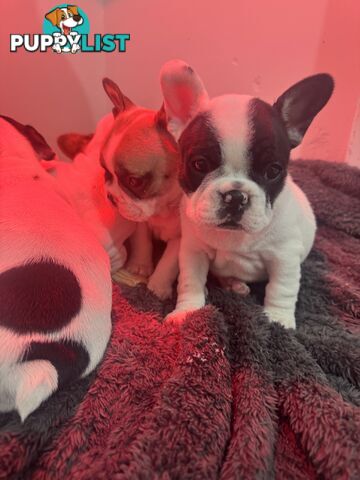 FRENCH BULLDOG PUPPIES - PUREBRED