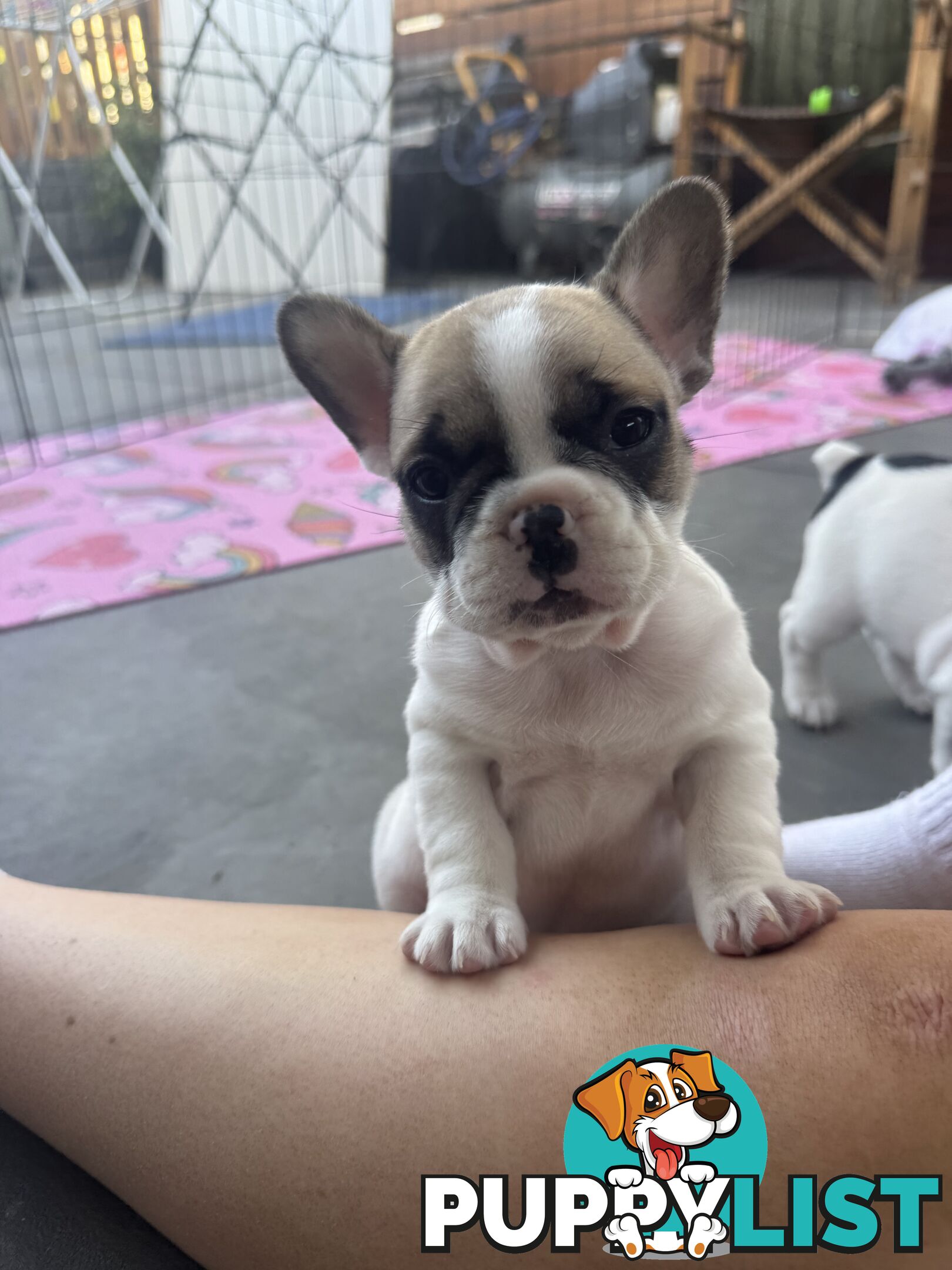 FRENCH BULLDOG PUPPIES - PUREBRED