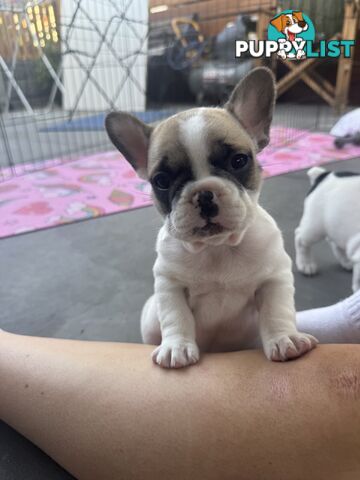 FRENCH BULLDOG PUPPIES - PUREBRED