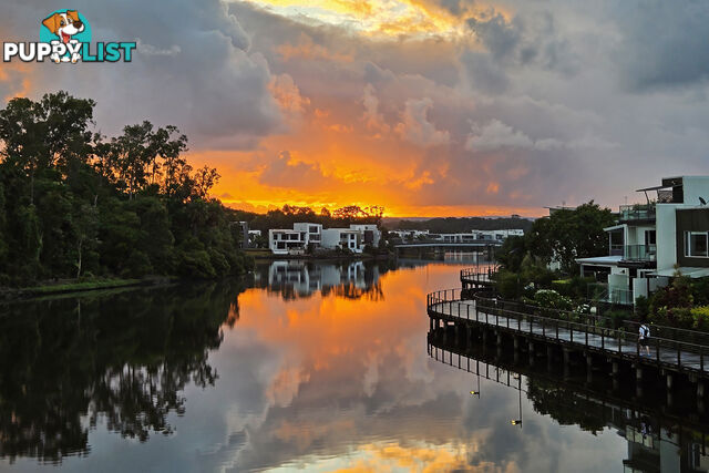 16 Sarina Pl MAROOCHYDORE QLD 4558