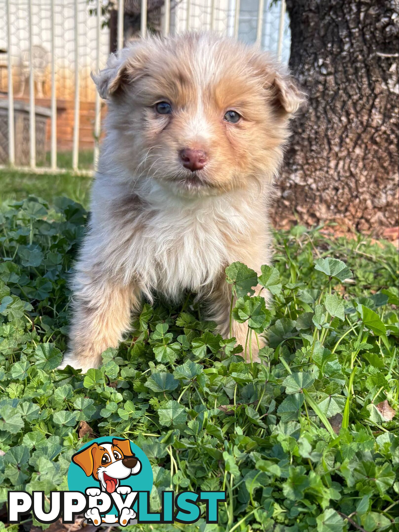 Gorgeous Australian Shepherd puppies