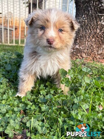 Gorgeous Australian Shepherd puppies