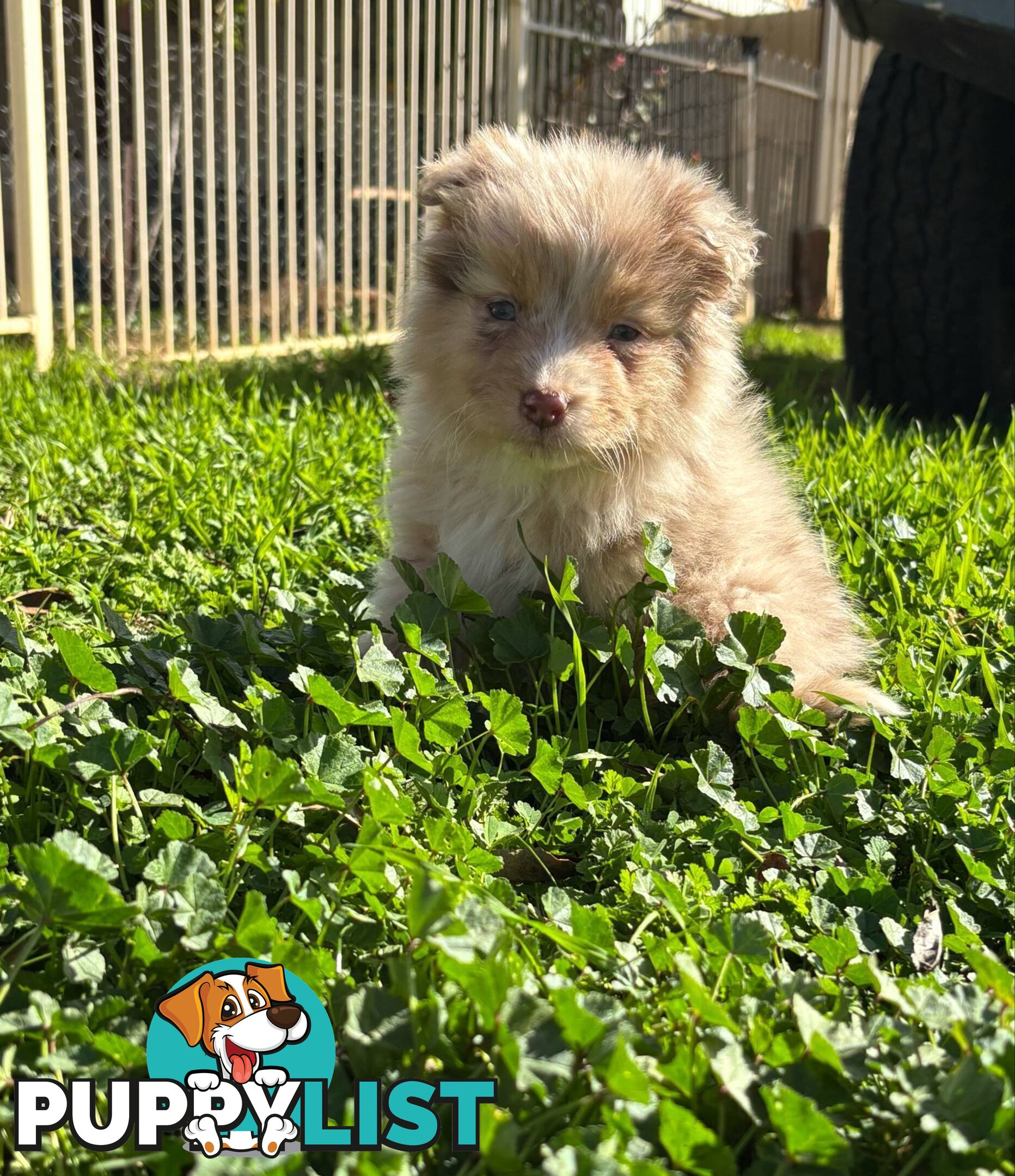 Gorgeous Australian Shepherd puppies