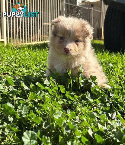 Gorgeous Australian Shepherd puppies