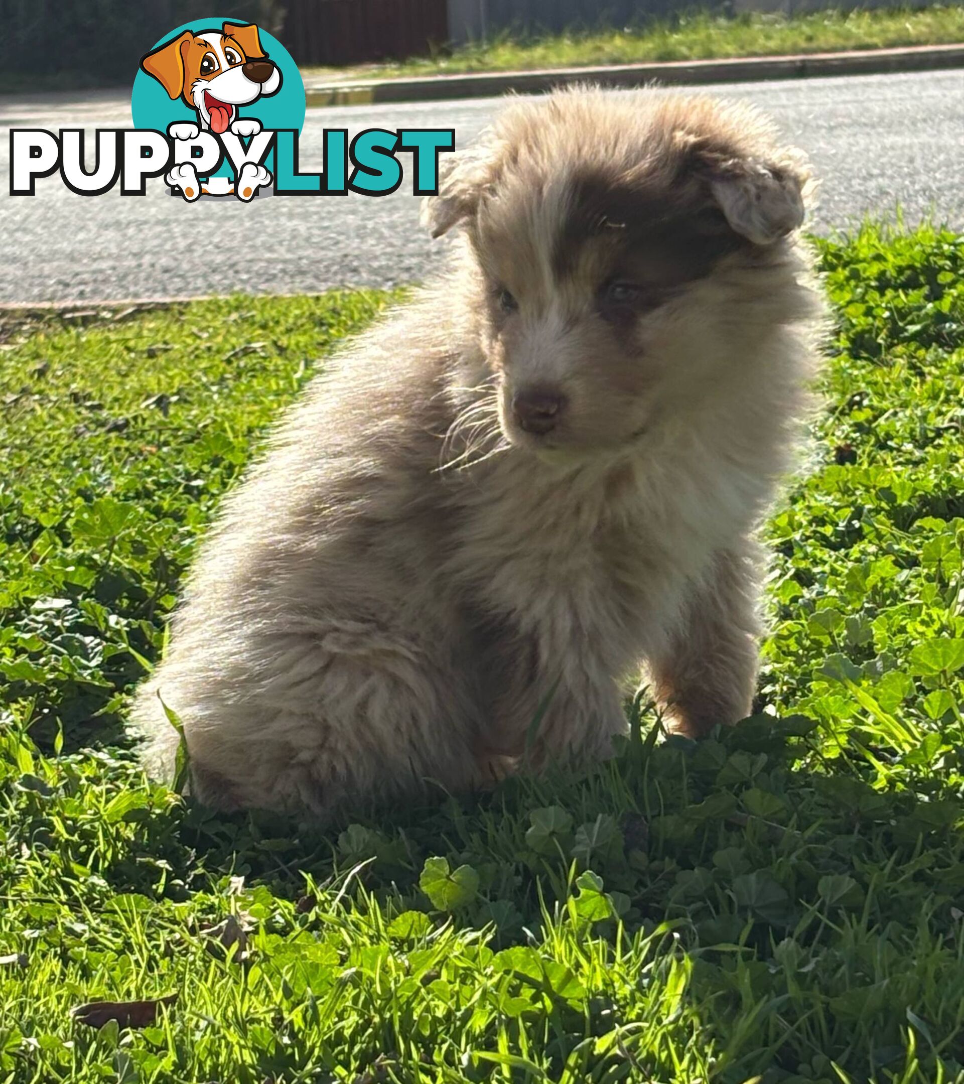 Gorgeous Australian Shepherd puppies