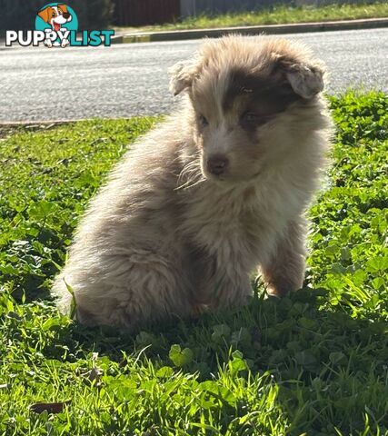 Gorgeous Australian Shepherd puppies