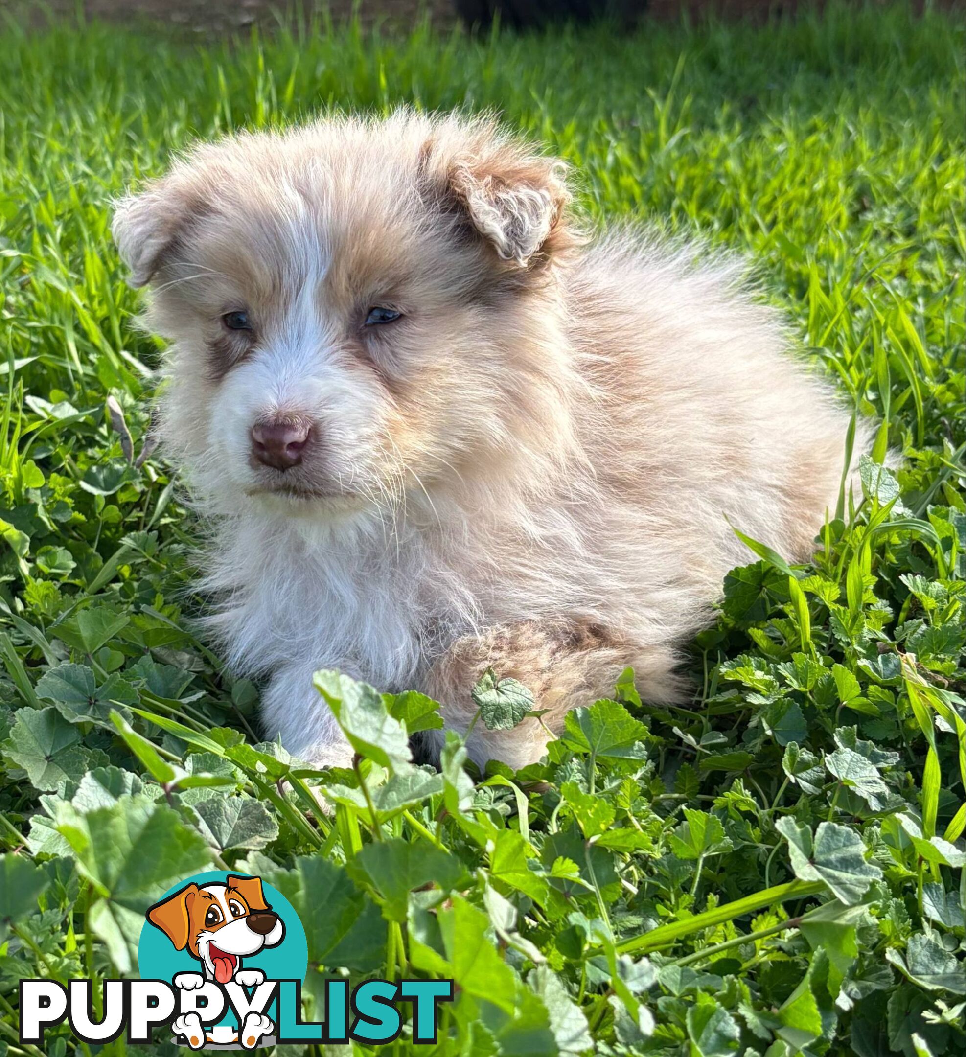 Gorgeous Australian Shepherd puppies