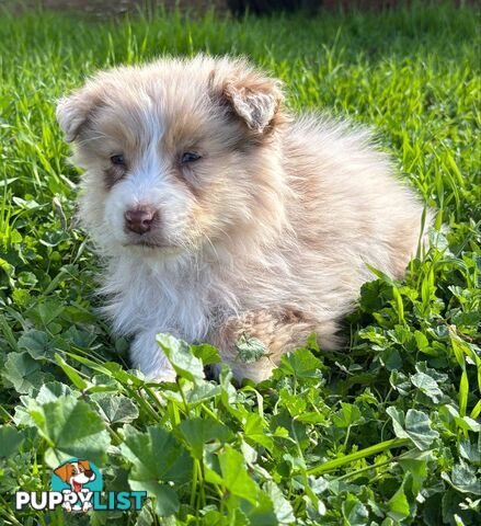 Gorgeous Australian Shepherd puppies
