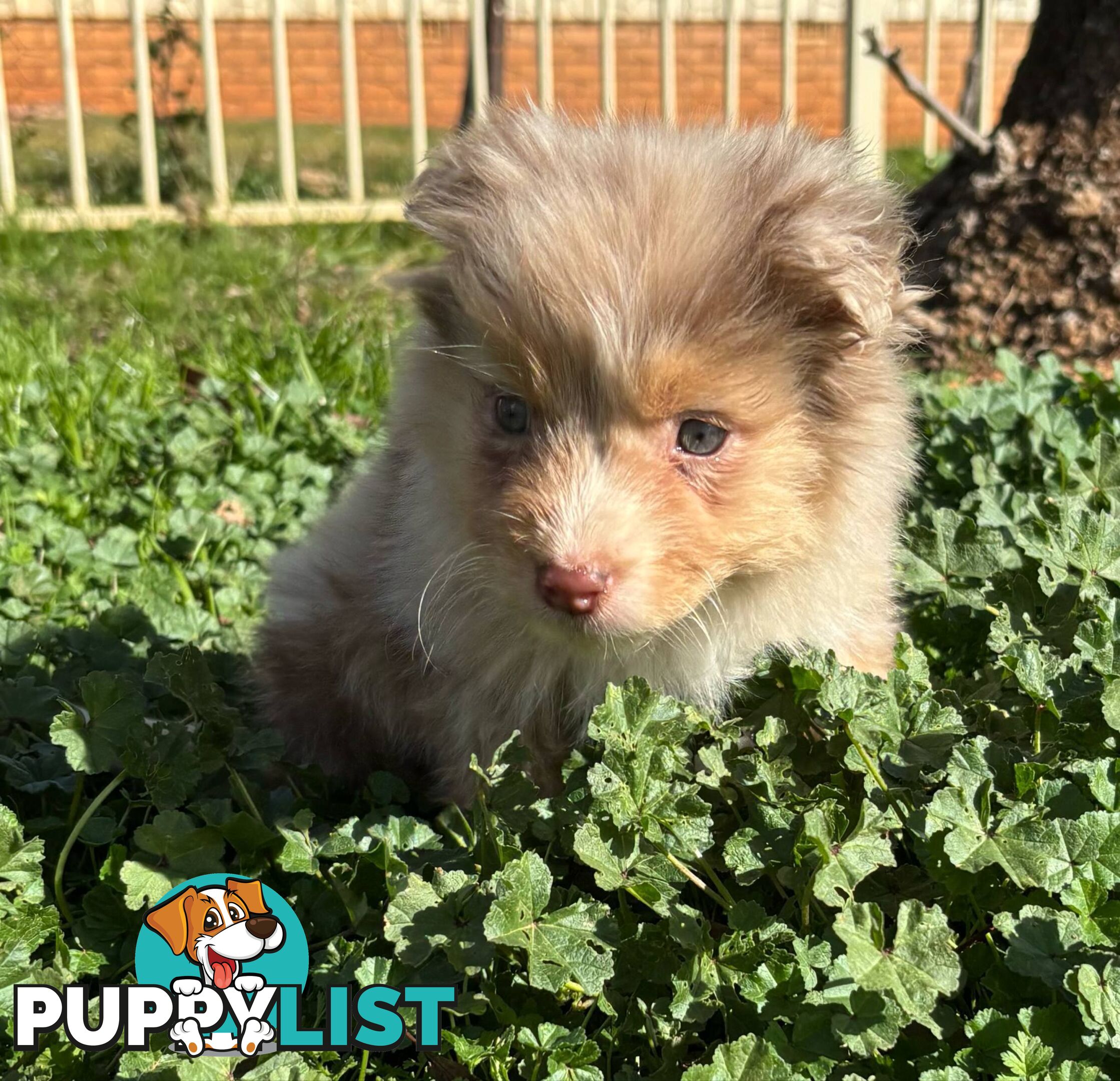 Gorgeous Australian Shepherd puppies