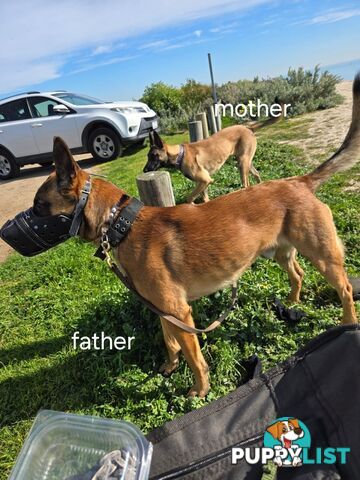 Belgian Malinois