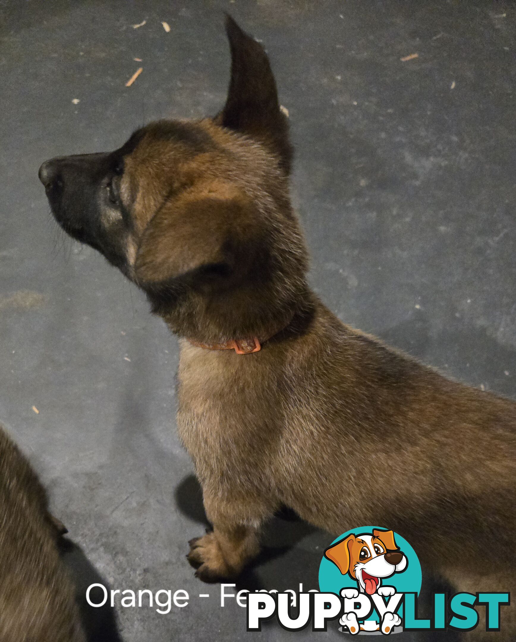 Belgian Malinois