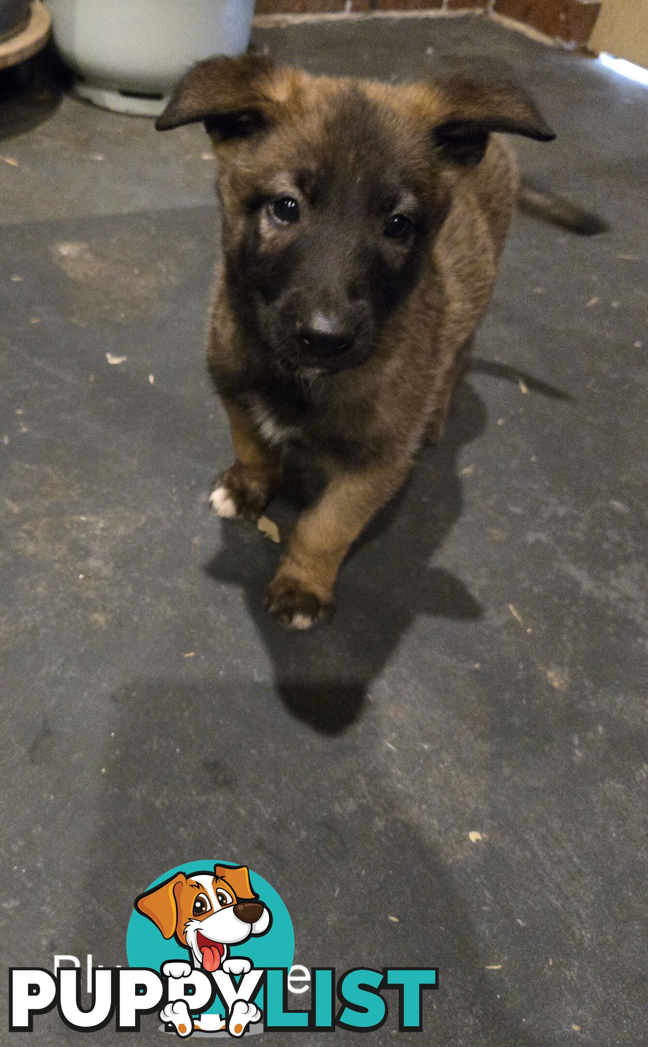 Belgian Malinois