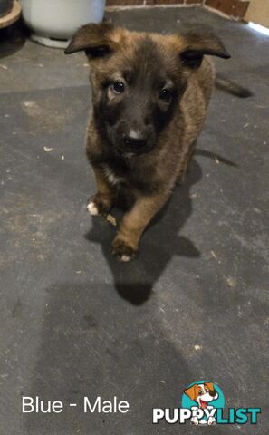 Belgian Malinois