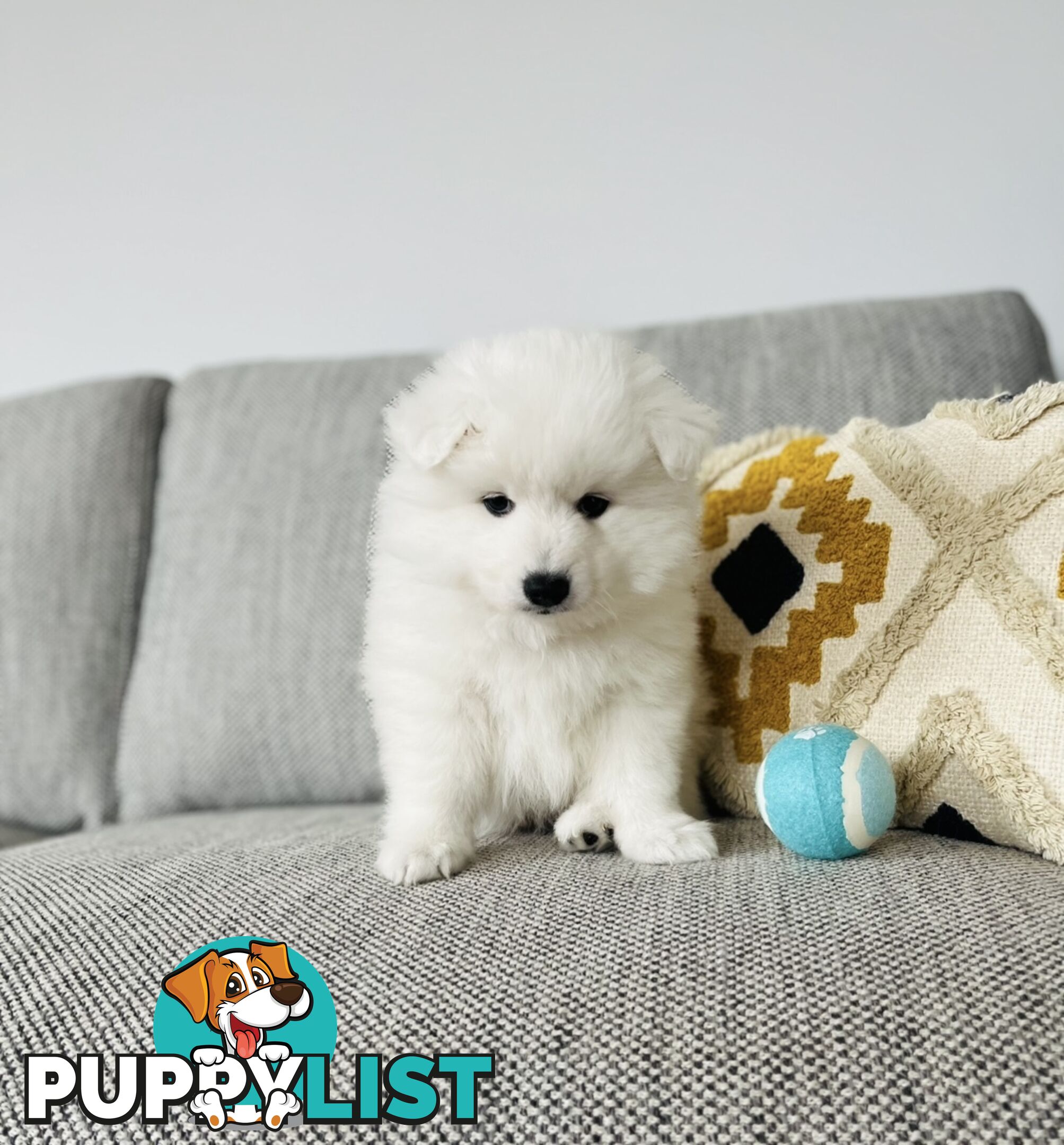 PREMIUM JAPANESE SPITZ PUPPIES!!