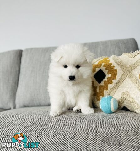 PREMIUM JAPANESE SPITZ PUPPIES!!