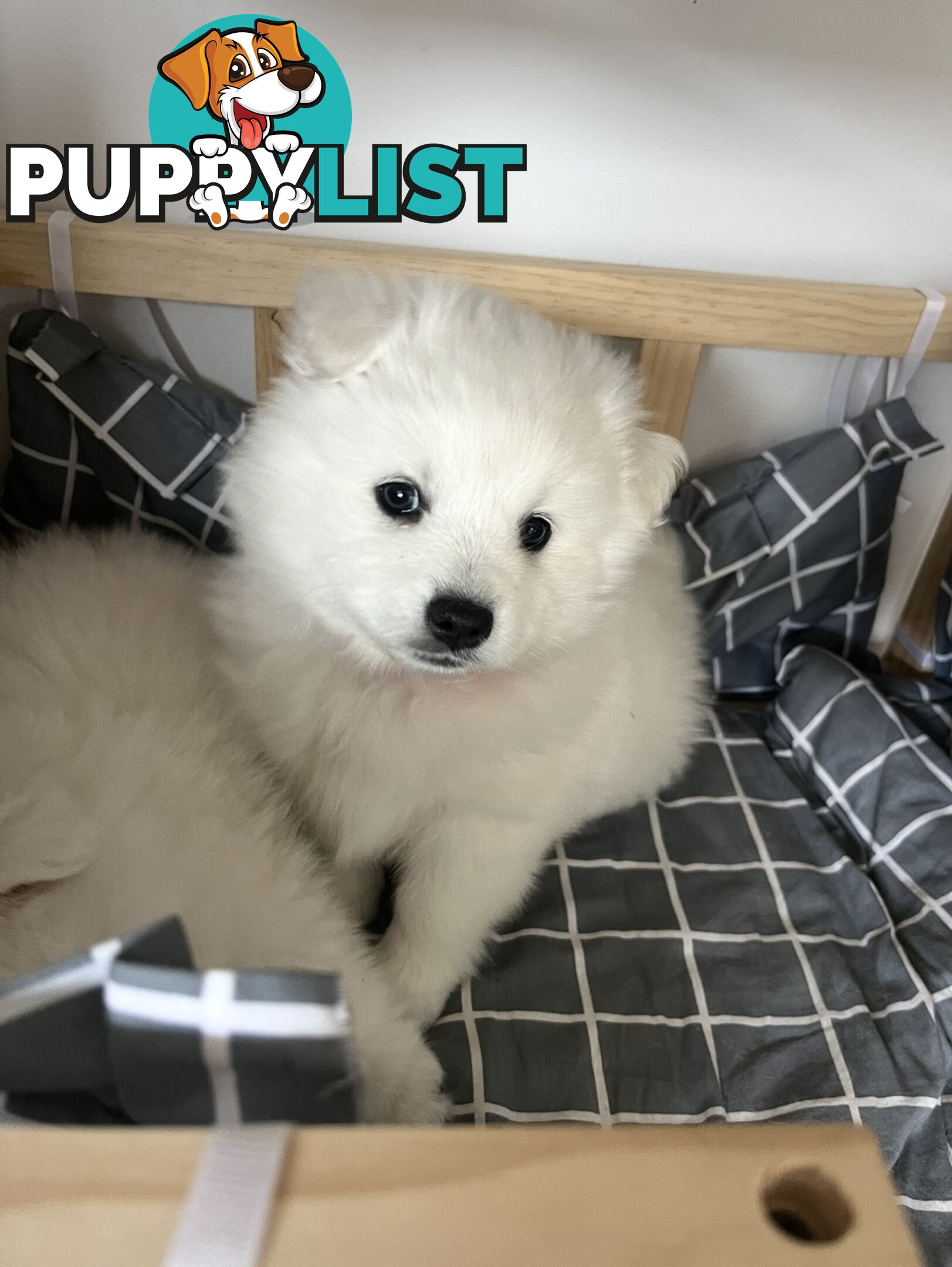 PREMIUM JAPANESE SPITZ PUPPIES!!