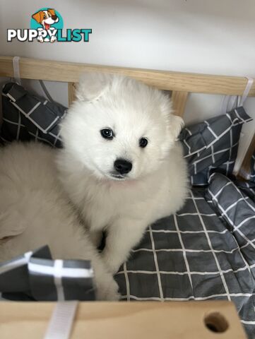 PREMIUM JAPANESE SPITZ PUPPIES!!