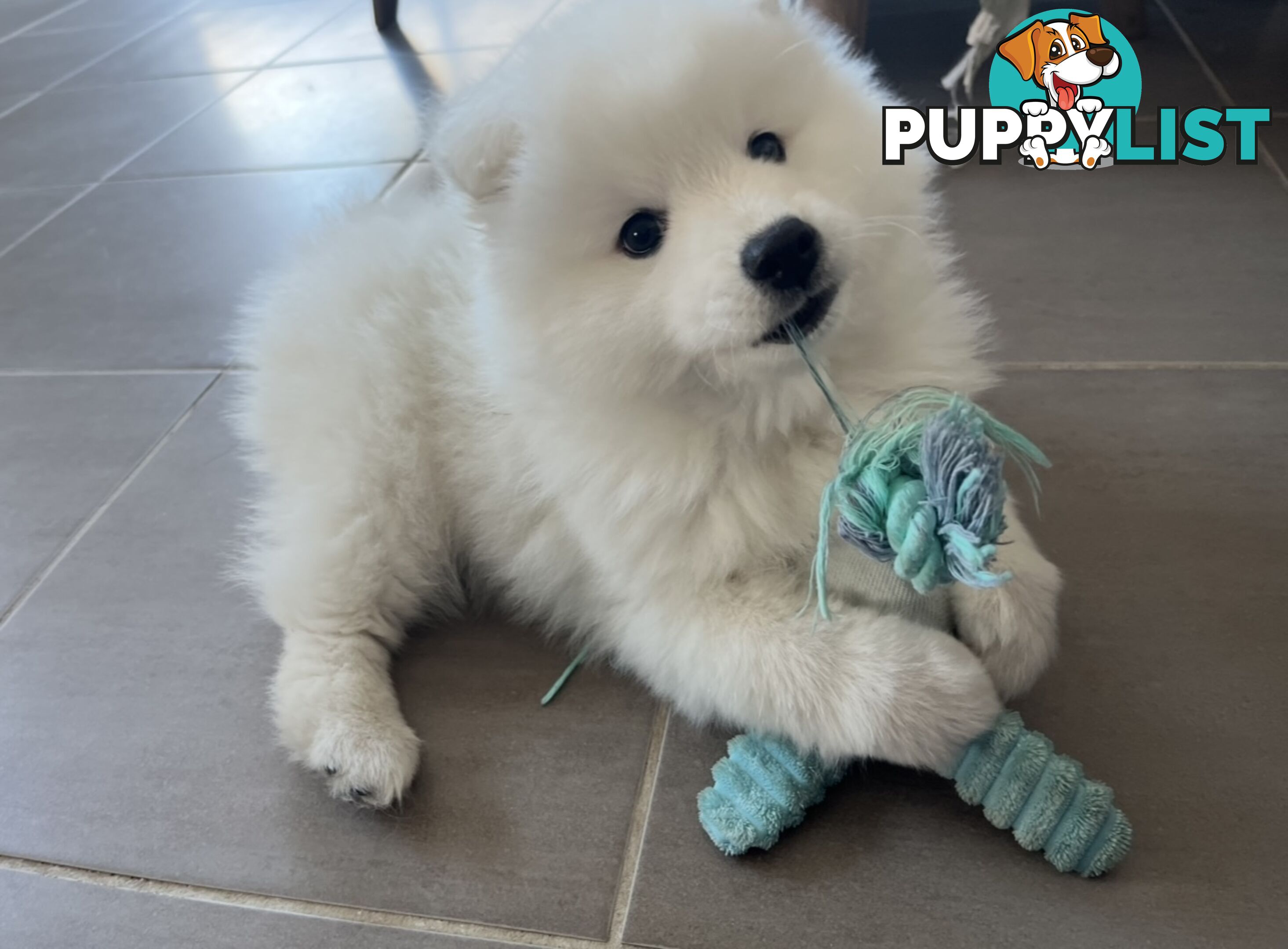 PREMIUM JAPANESE SPITZ PUPPIES!!
