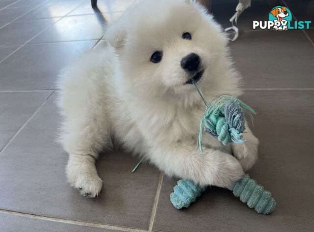 PREMIUM JAPANESE SPITZ PUPPIES!!