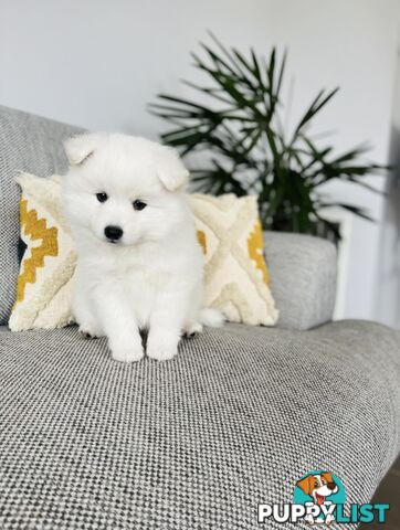 PREMIUM JAPANESE SPITZ PUPPIES!!