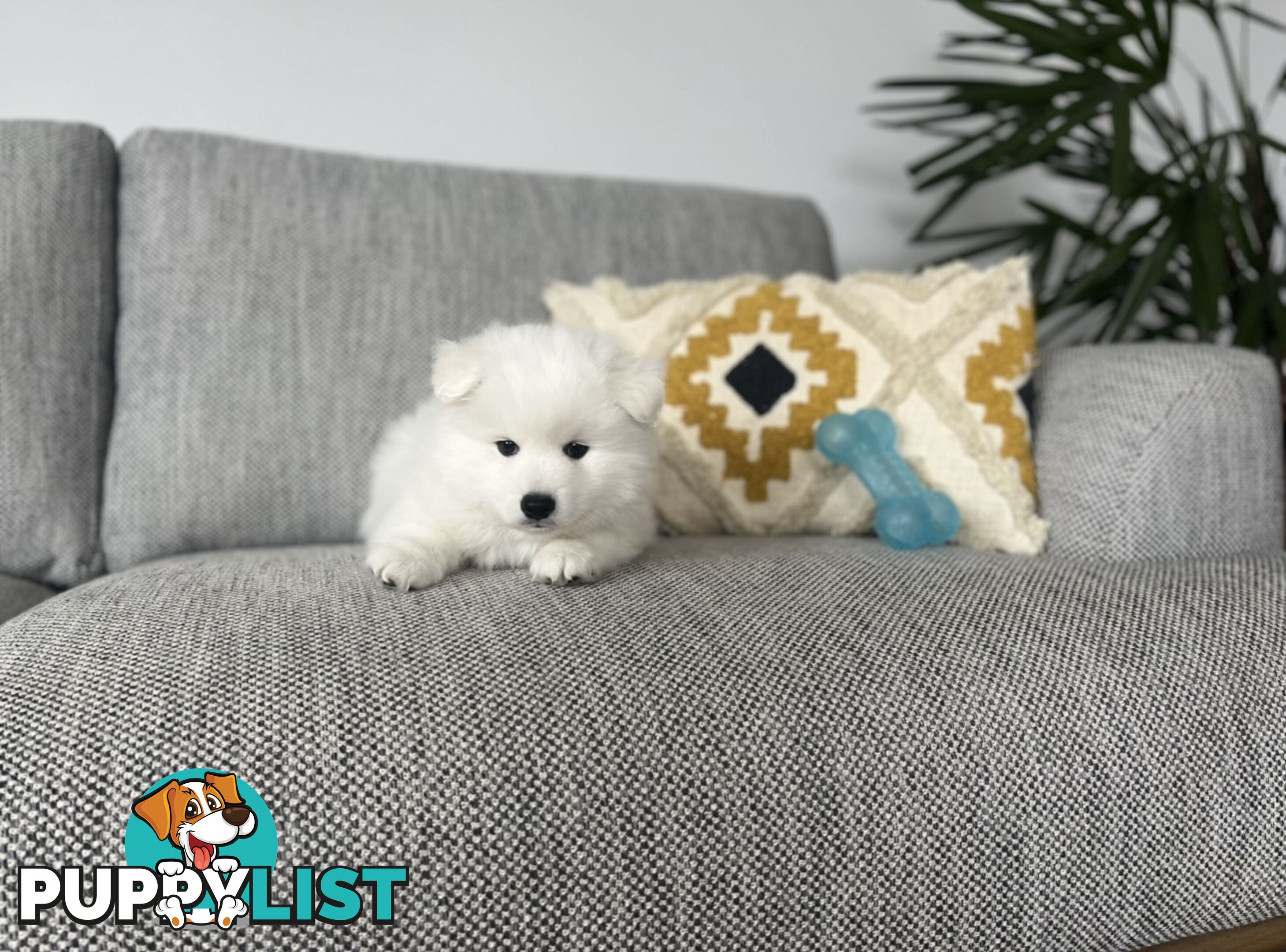 PREMIUM JAPANESE SPITZ PUPPIES!!