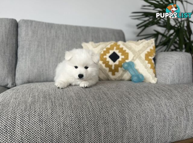PREMIUM JAPANESE SPITZ PUPPIES!!