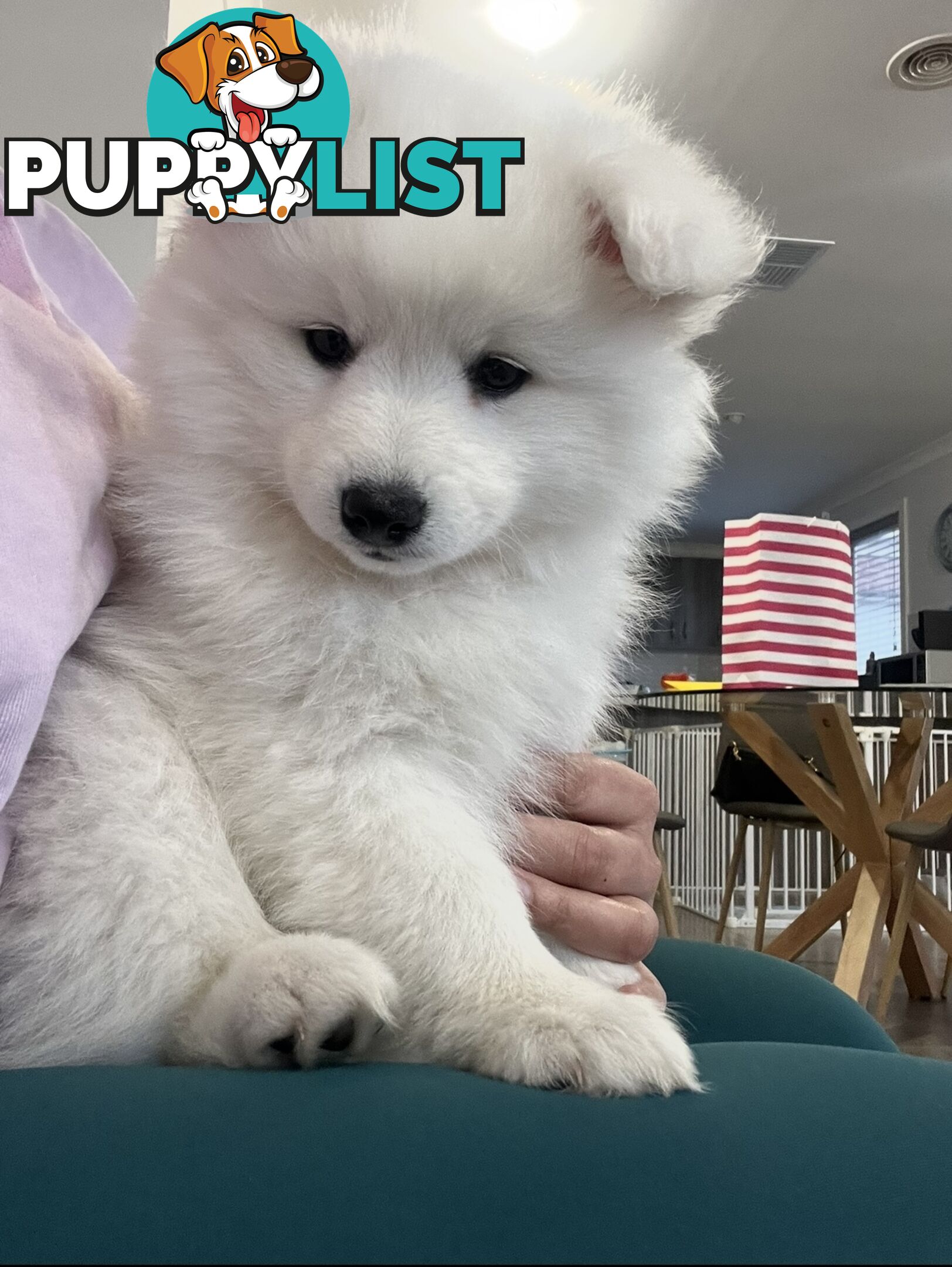 PREMIUM JAPANESE SPITZ PUPPIES!!