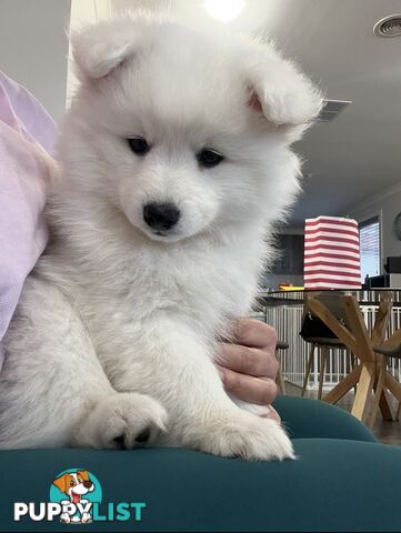 PREMIUM JAPANESE SPITZ PUPPIES!!