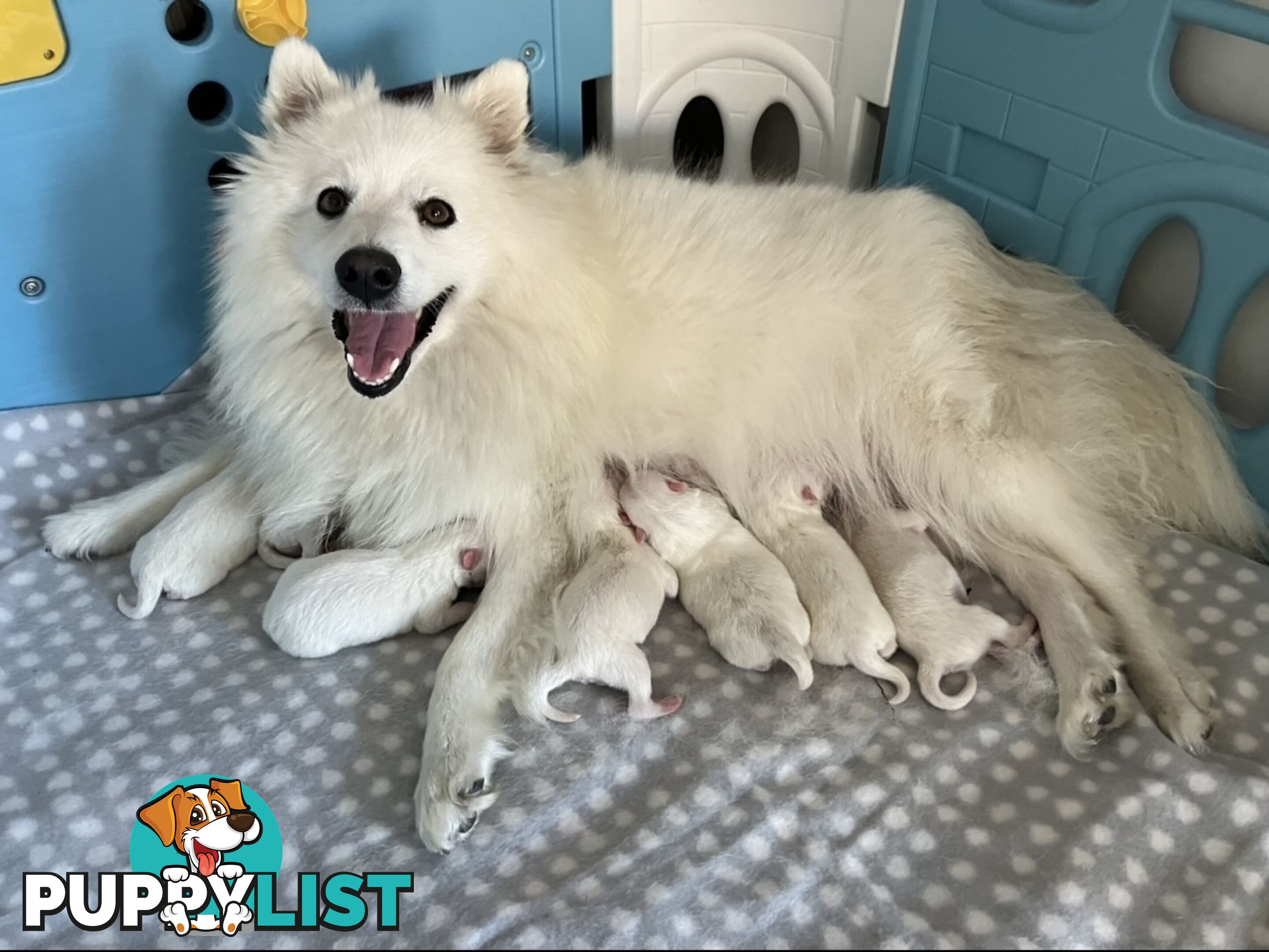 PREMIUM JAPANESE SPITZ PUPPIES!!