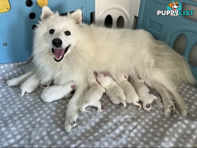 PREMIUM JAPANESE SPITZ PUPPIES!!
