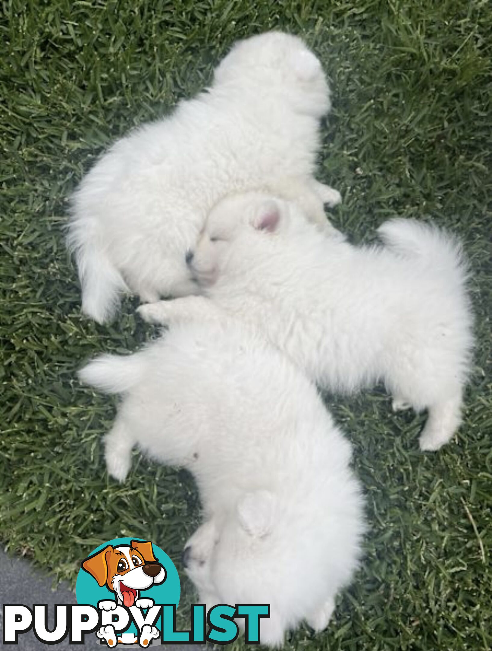 PREMIUM JAPANESE SPITZ PUPPIES!!