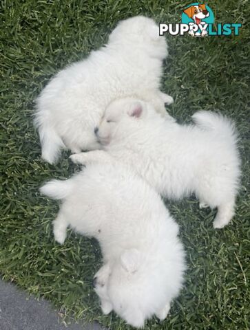 PREMIUM JAPANESE SPITZ PUPPIES!!